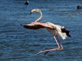 flamink land : frieda